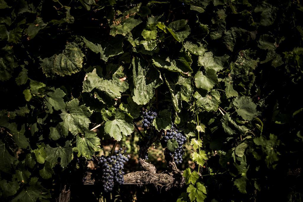 Agriturismo Il Giriatello โครโตเน ภายนอก รูปภาพ